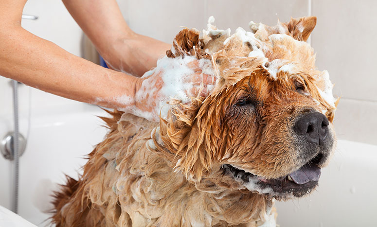 Chow chow getting a bath