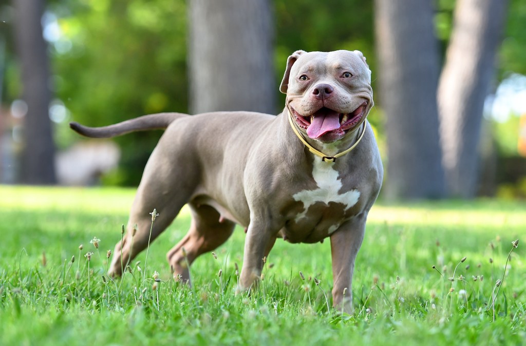 gray amstaff dog standing in grass