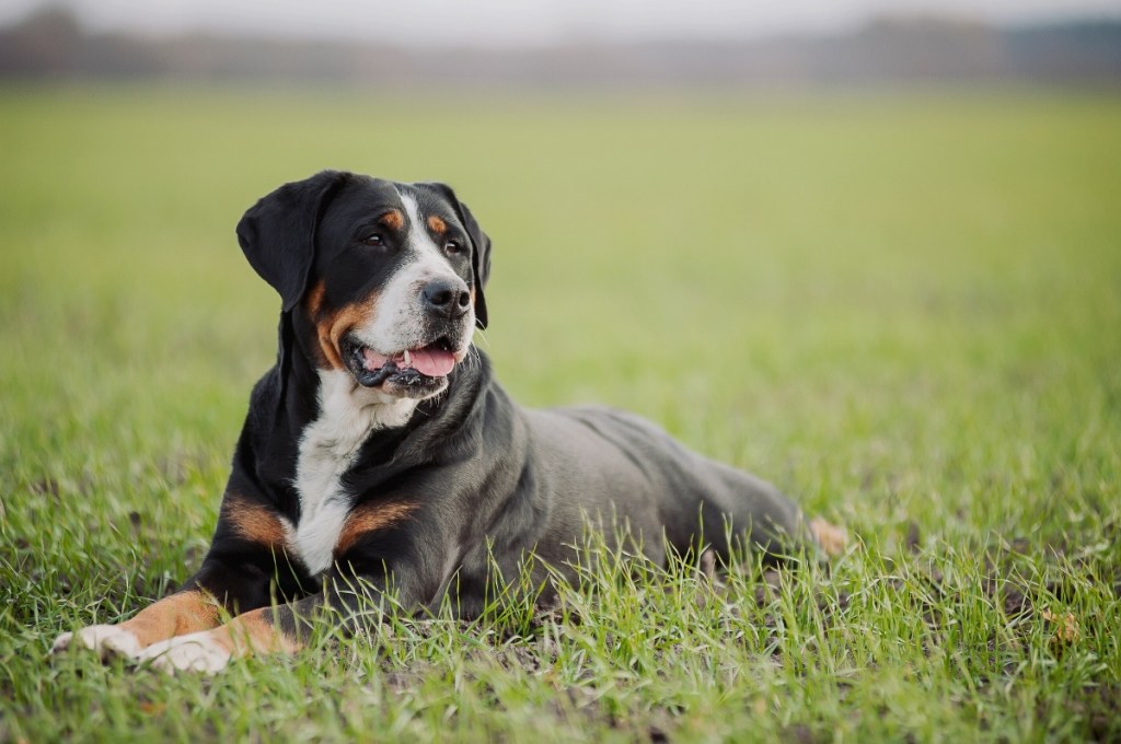 big beautiful Greater Swiss Mountain Dog lying in grass