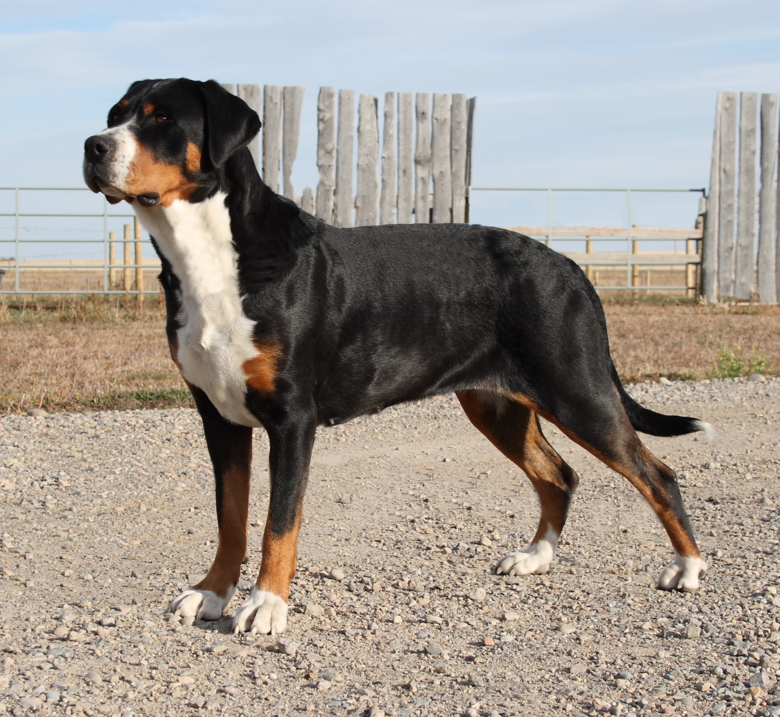 greater swiss mountain dog standing outside