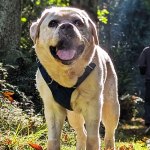 Hudson, a yellow lab