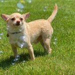 Chihuahua in grass