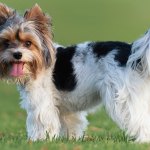 Biewer terrier