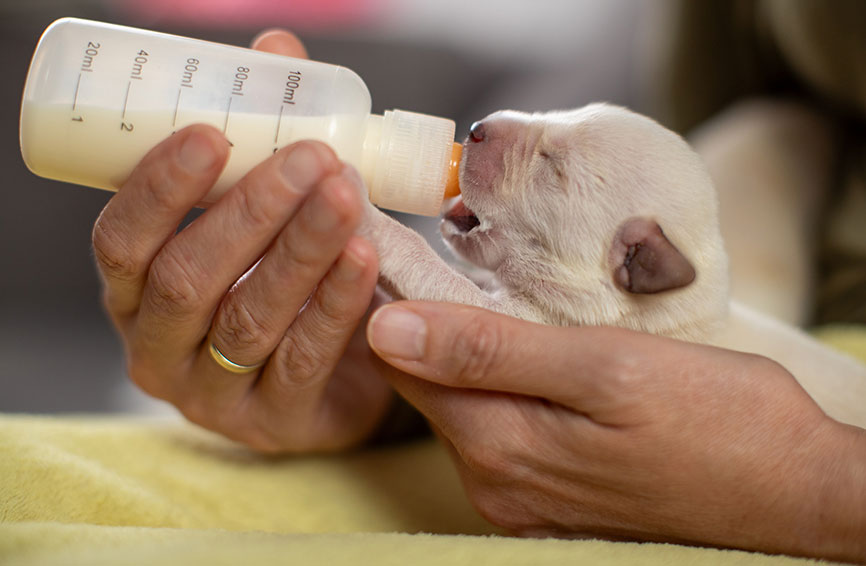 Puppy fed by a bottle