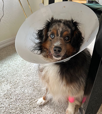 Jasper, a toy Australian shepherd with a cone