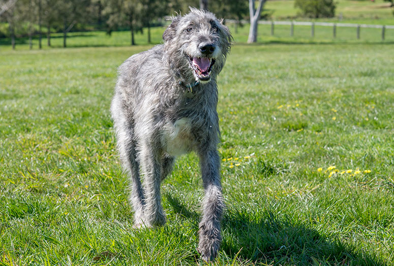 Irish wolfhound