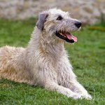 Irish wolfhound