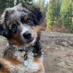 Jasper, a toy Australian shepherd.