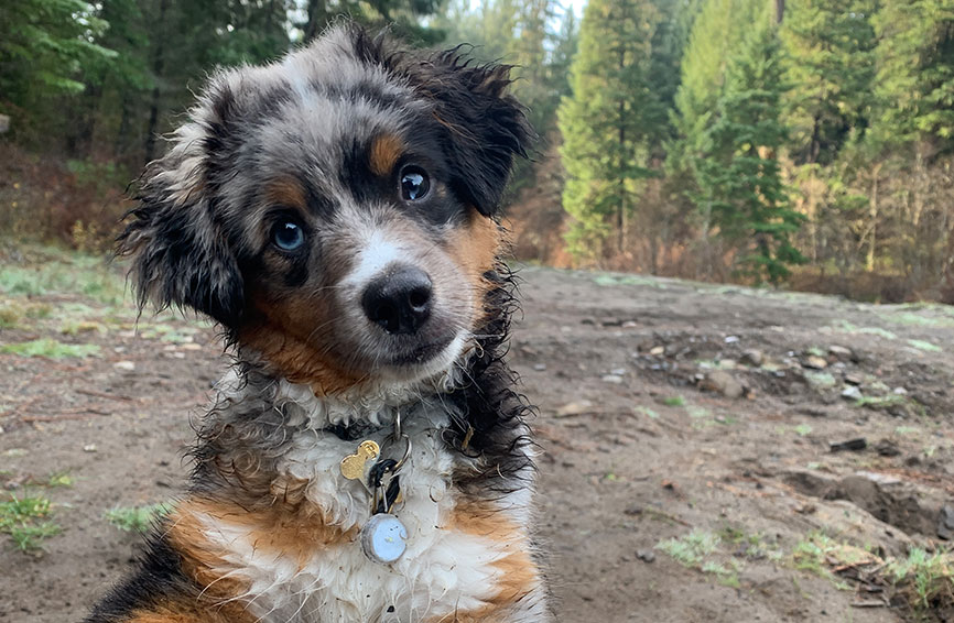 Jasper, a toy Australian shepherd.