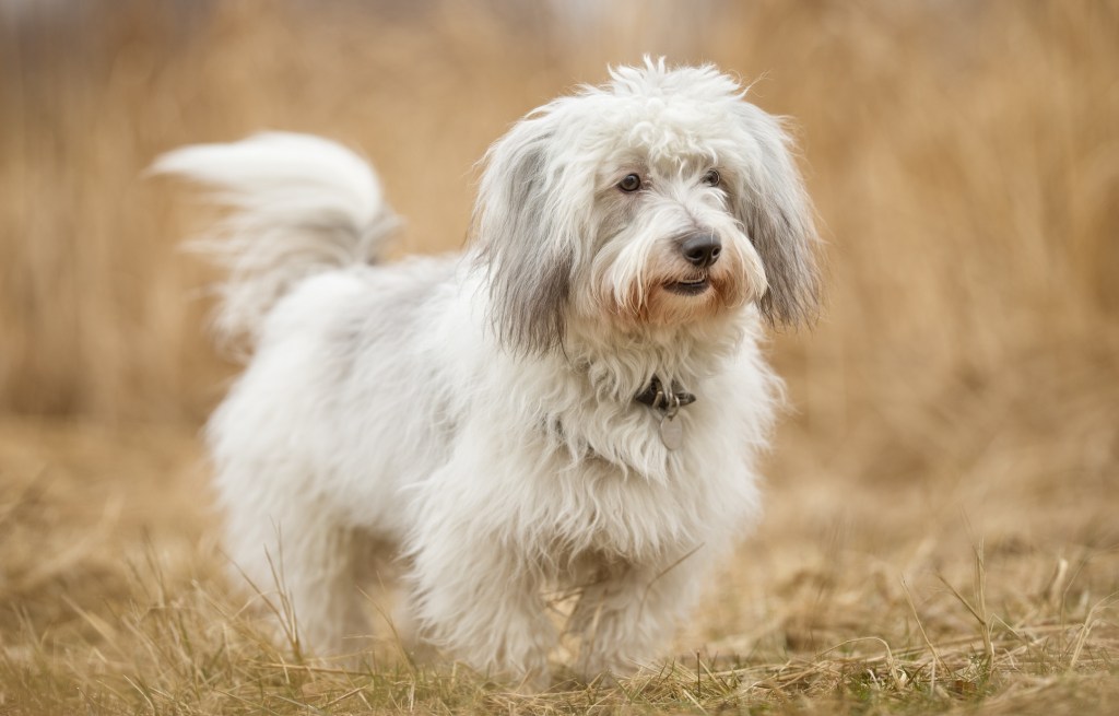 shaggy coton de tulear dog standing outside