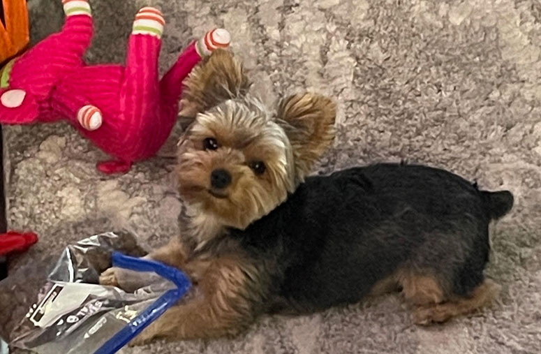 Zoey, a teacup yorkie