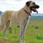 Anatolian Shepherd