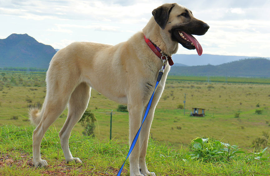 Anatolian Shepherd