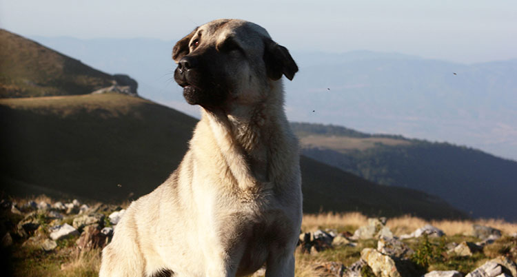 Anatolian Shepherd