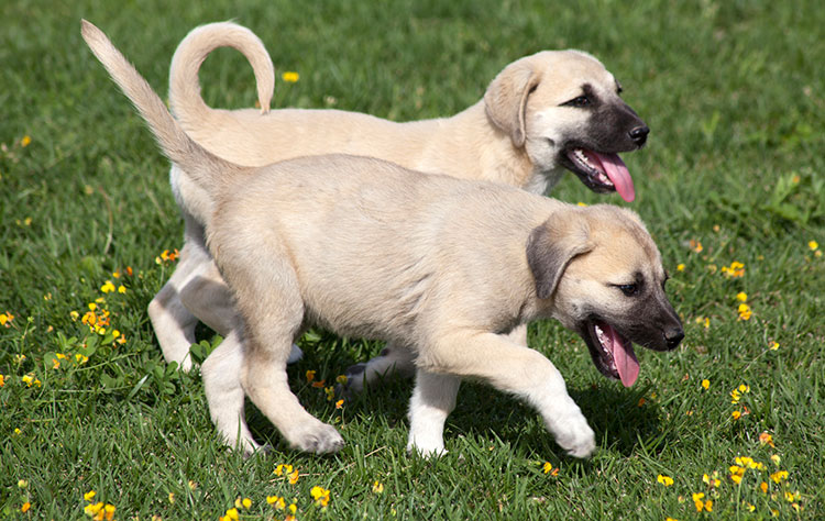 Anatolian Shepherd