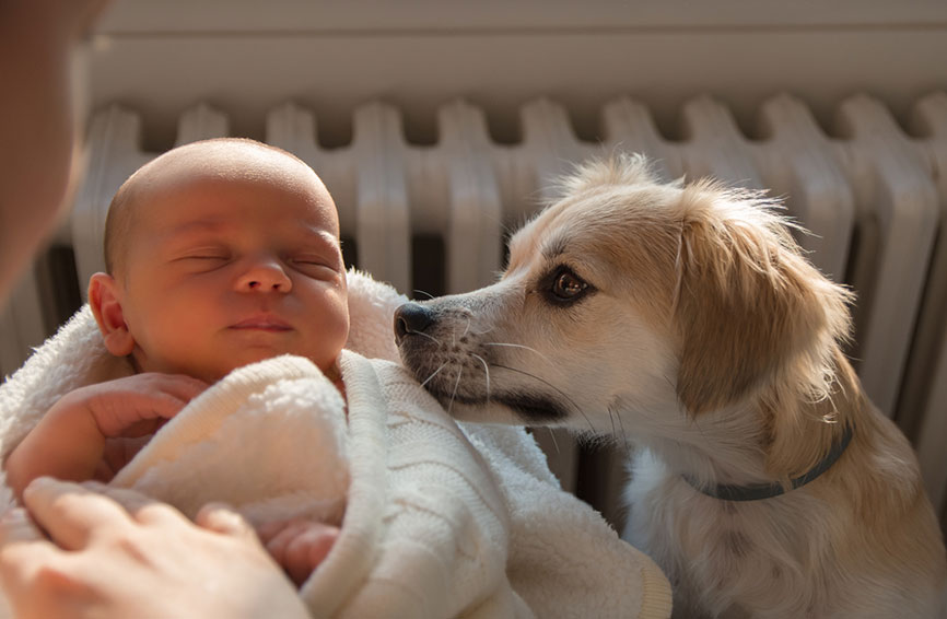 Dog and baby