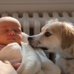 Dog and baby