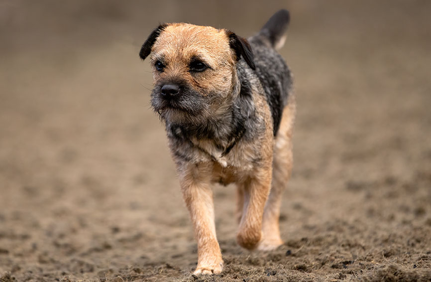 Border terrier