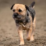 Border terrier