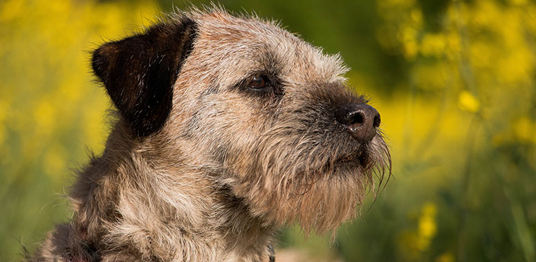 Border terrier