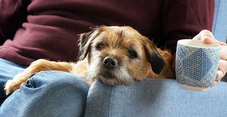 Border terrier relaxing