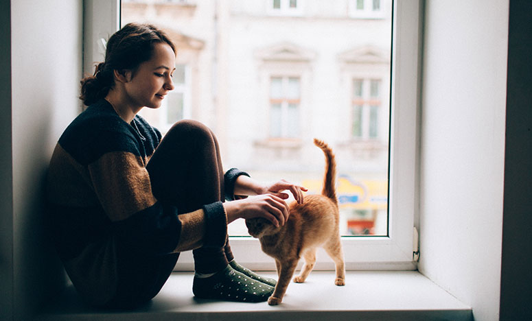 cat in an apartment window