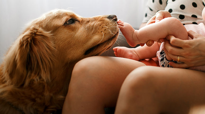 Dog and baby