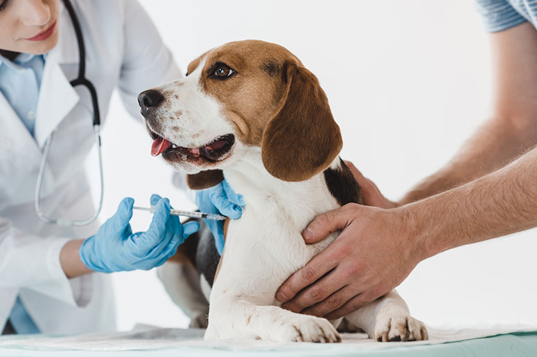 Dog at the vet getting a shot. 