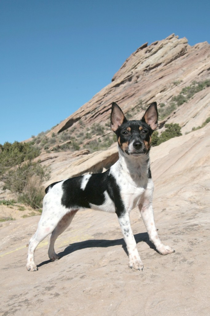 rat terrier dog standing in desert