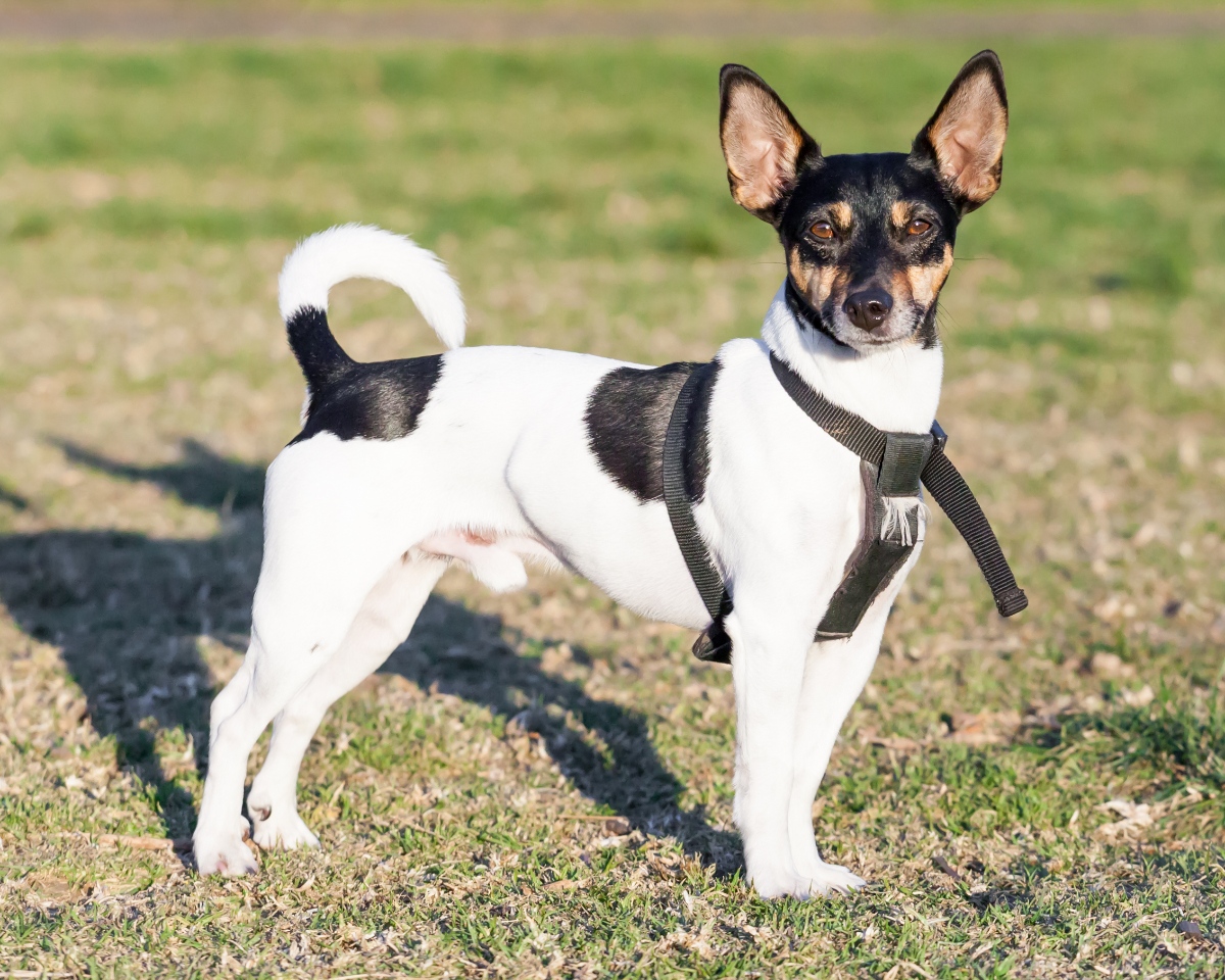 rat terrier dog standing in grass