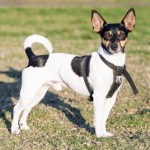 rat terrier dog standing in grass