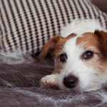 shedding dog hair on couch