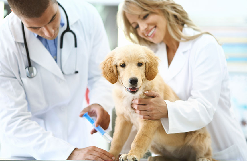 Puppy at the vet getting a shot.