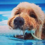 Goldendoodle swimming