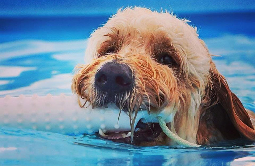 Goldendoodle swimming