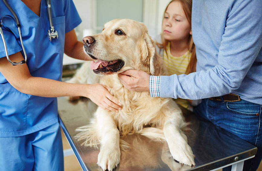 A dog at the vet