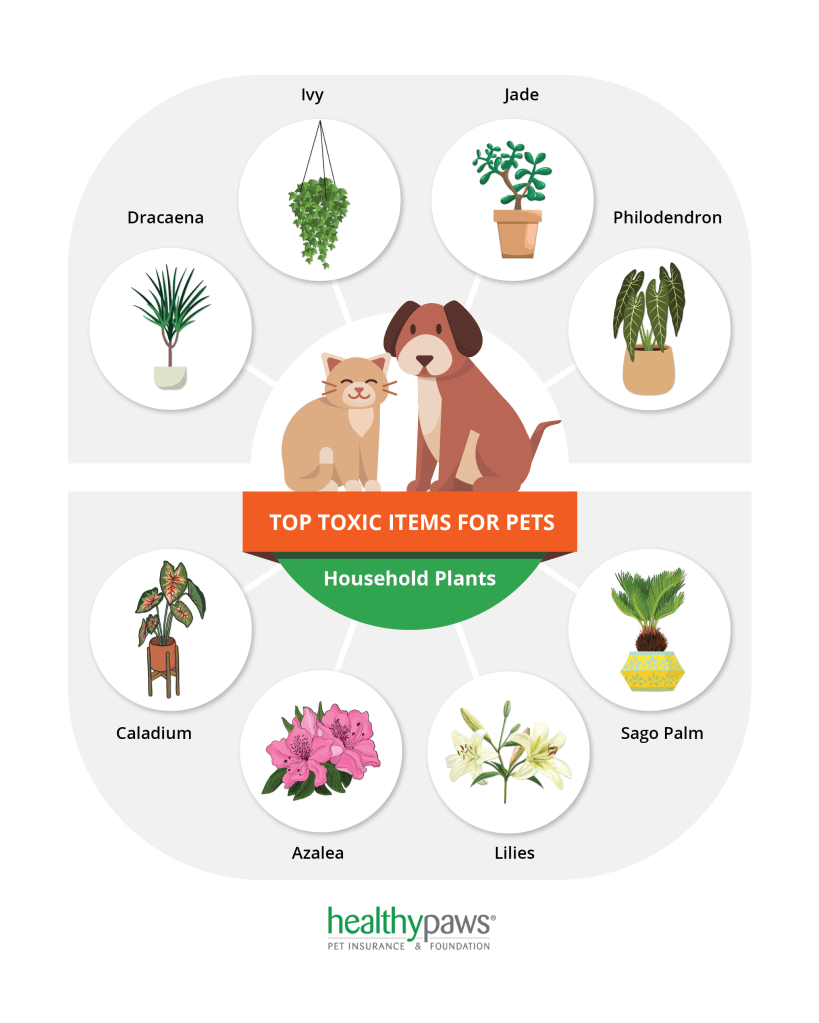 Infographic - top toxins for pets