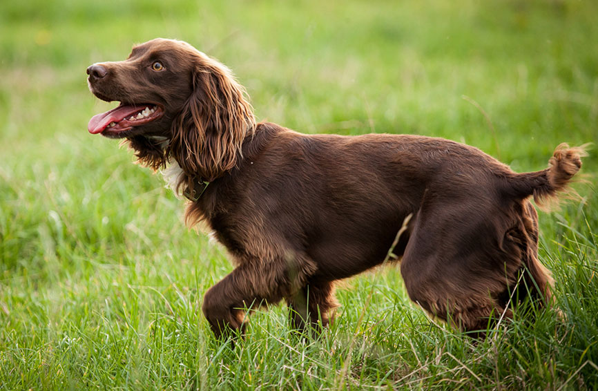 boykin spaniel