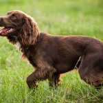 boykin spaniel