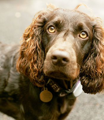 boykin spaniel