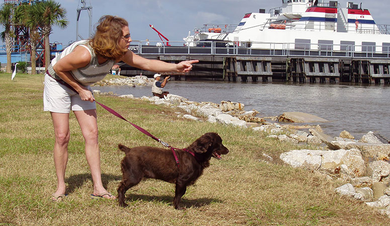 boykin spaniel