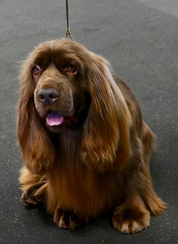 boykin spaniel