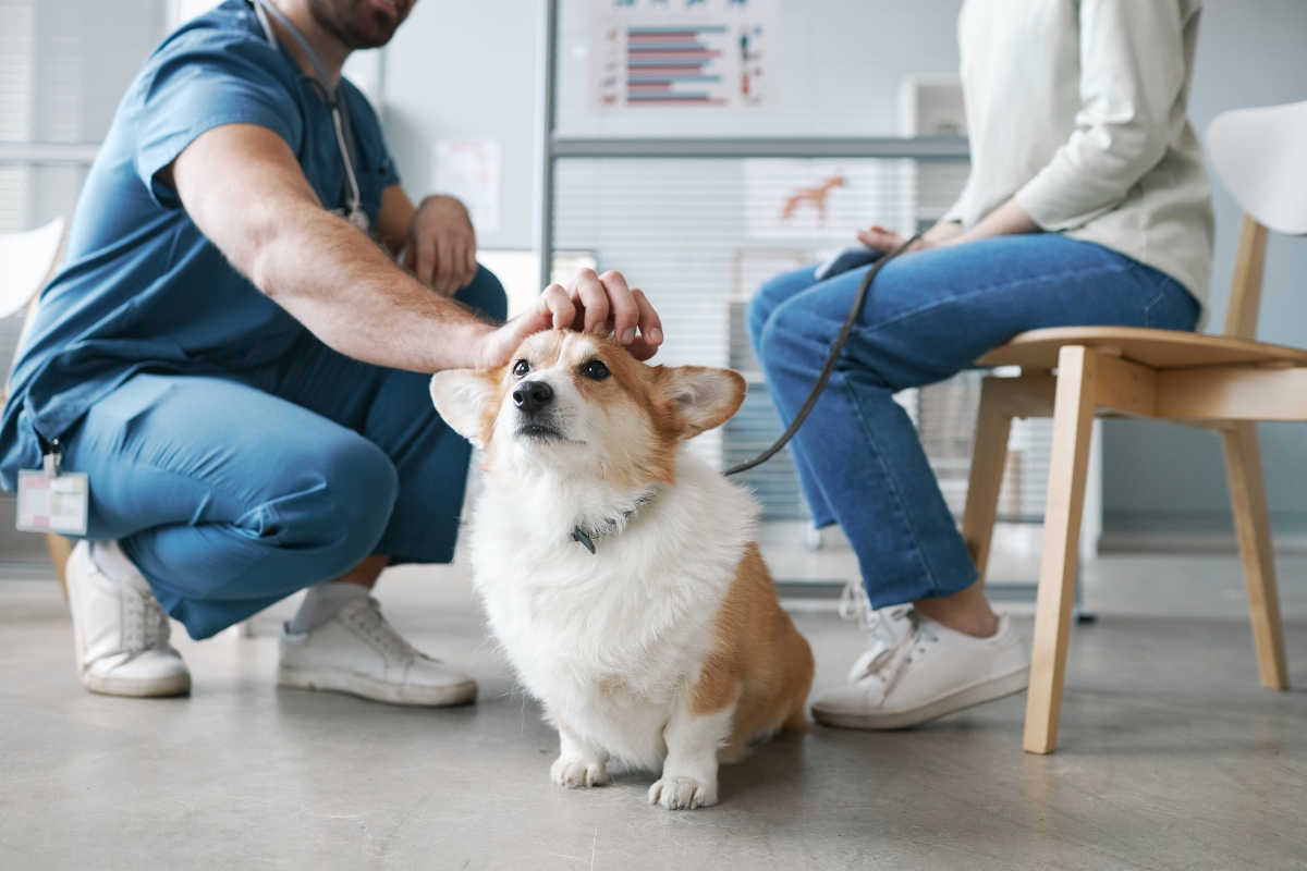 corgi dog at the vet - direct pet insurance payment