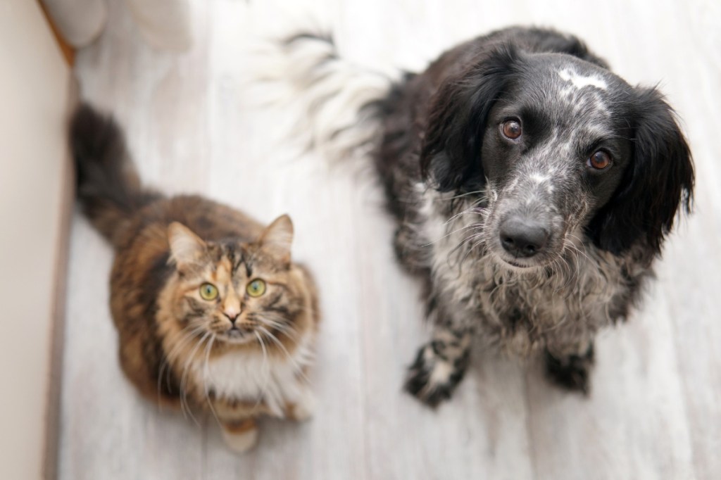 Dog and cat sit on the floor and look into the camera. Top view