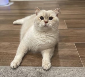 British shorthair cat