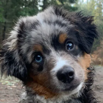 Mini Australian shepherd