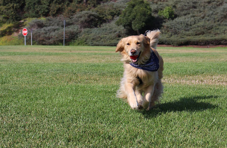 Jenny, a Golden Retriever