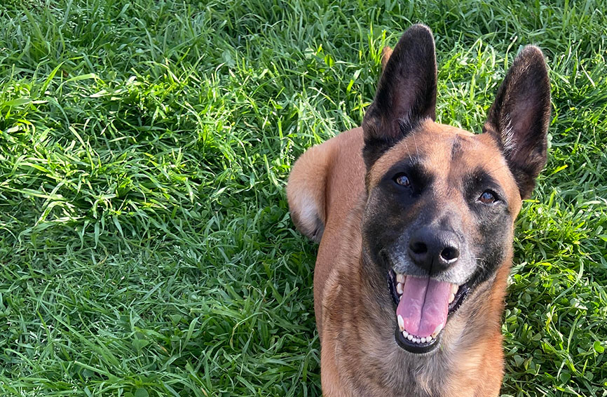 Nala, a Belgian Malinois