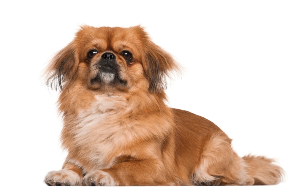 Pekingese, 18 months old, lying against white background