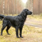 flat coated retriever black dog standing in woods